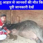हरदोई जिले के बैफरिया गांव में ज्ञानधारा पशु आहार खाने से भैंसों की मौत, पीड़ितों को न्याय की गुहार